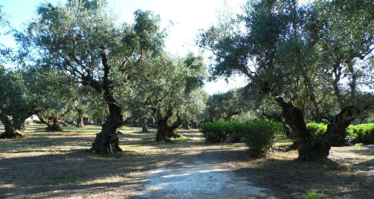 Theni Olive Grove Villa Káto Jerakári Kültér fotó